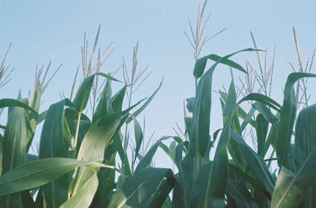 Close-up of Corn Leaves