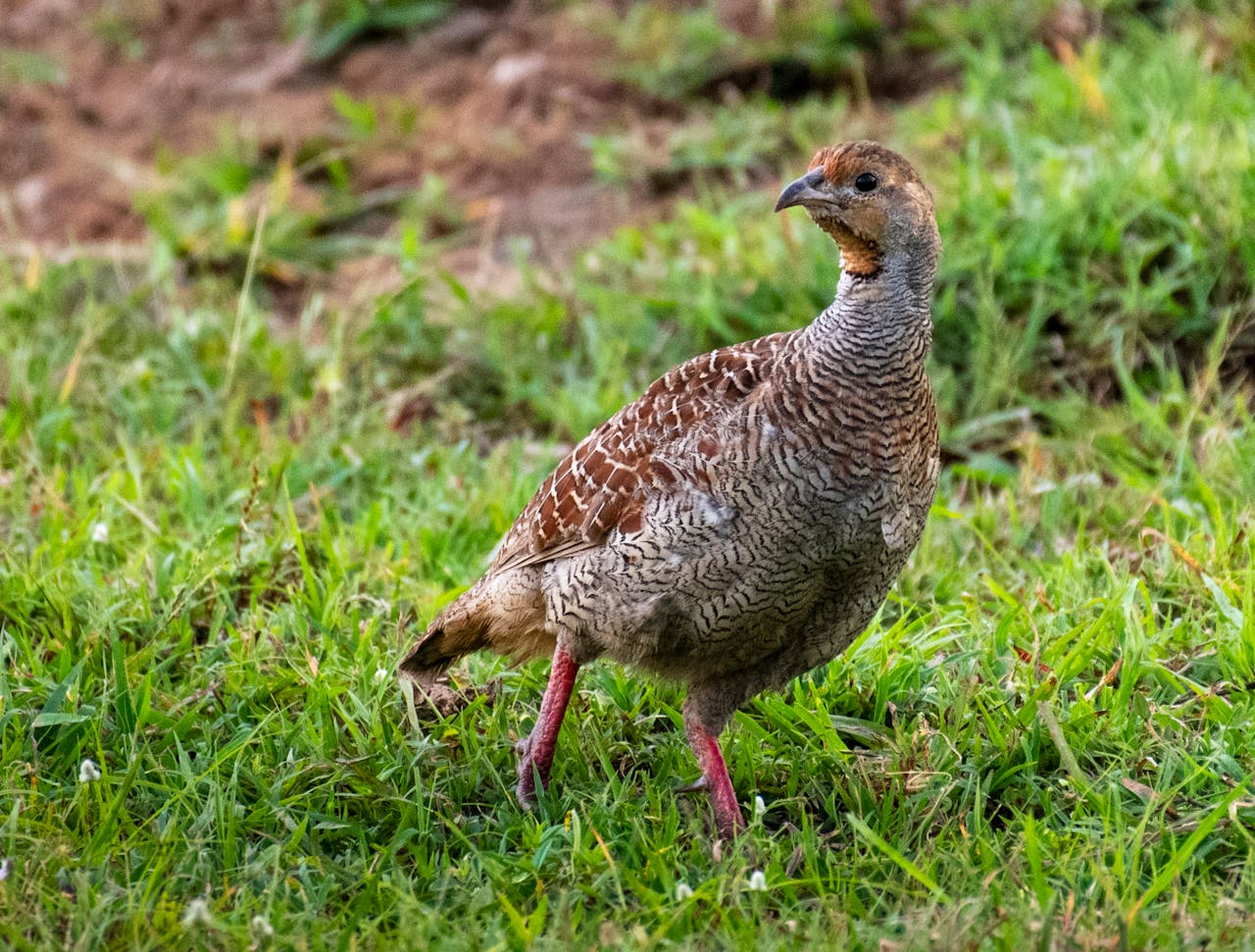 Brown and Black Bird on Green Grass